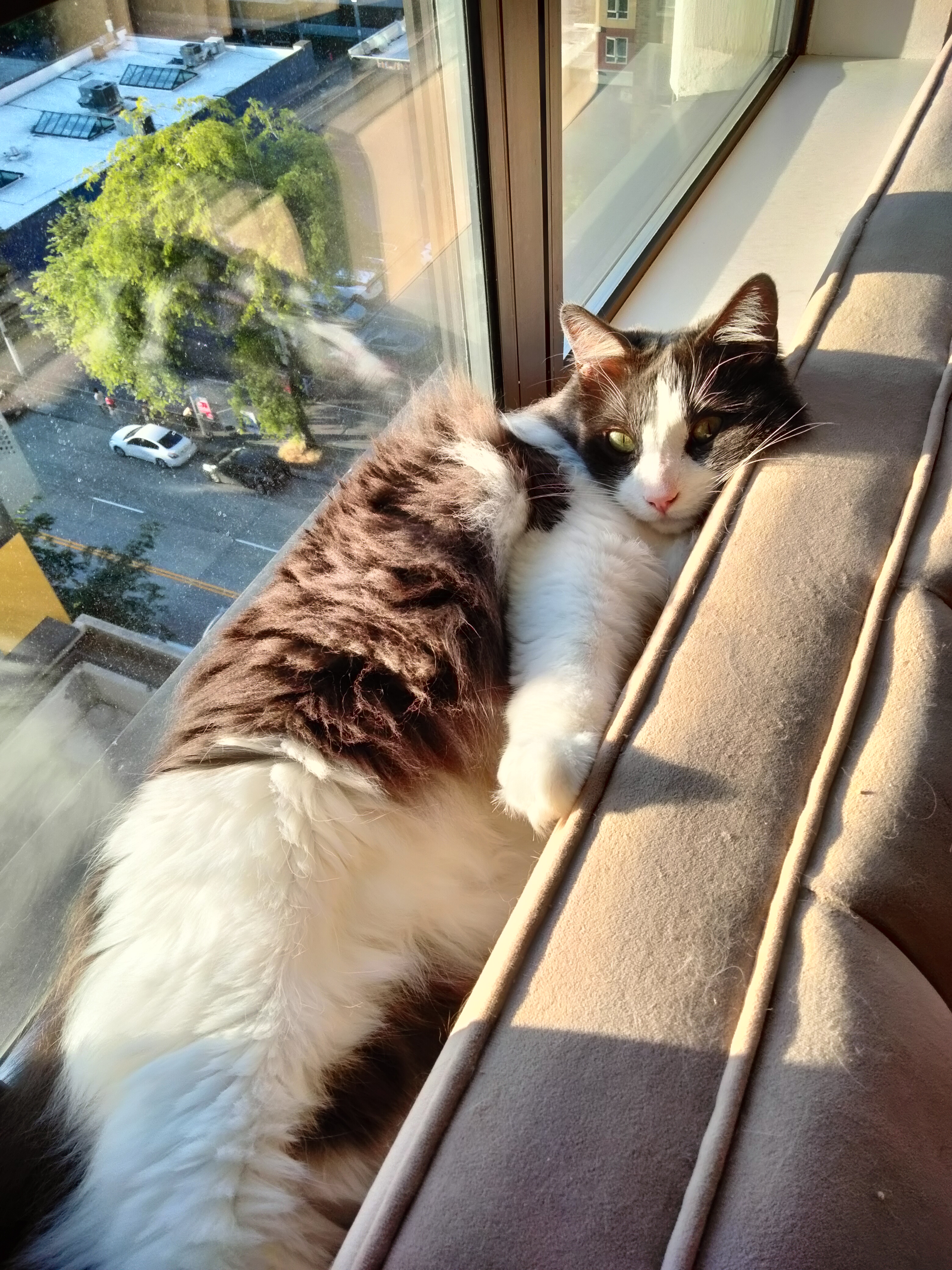 Bob nestled in a spot between the sofa and the window in the sun in Seattle