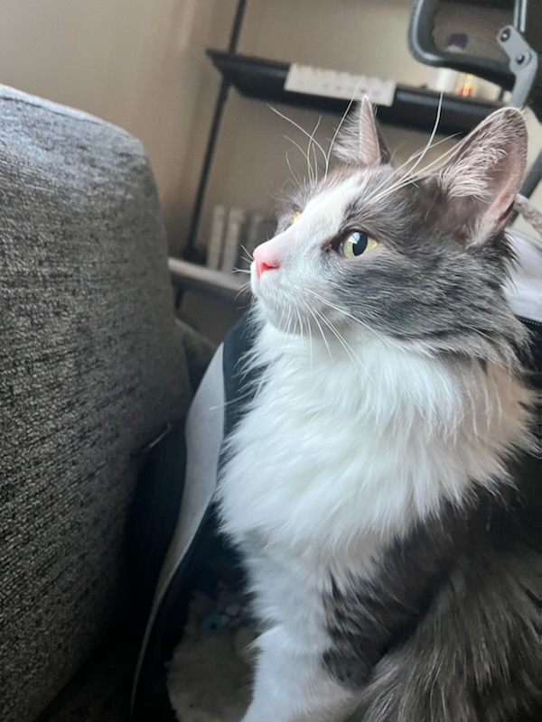 Bob being regal