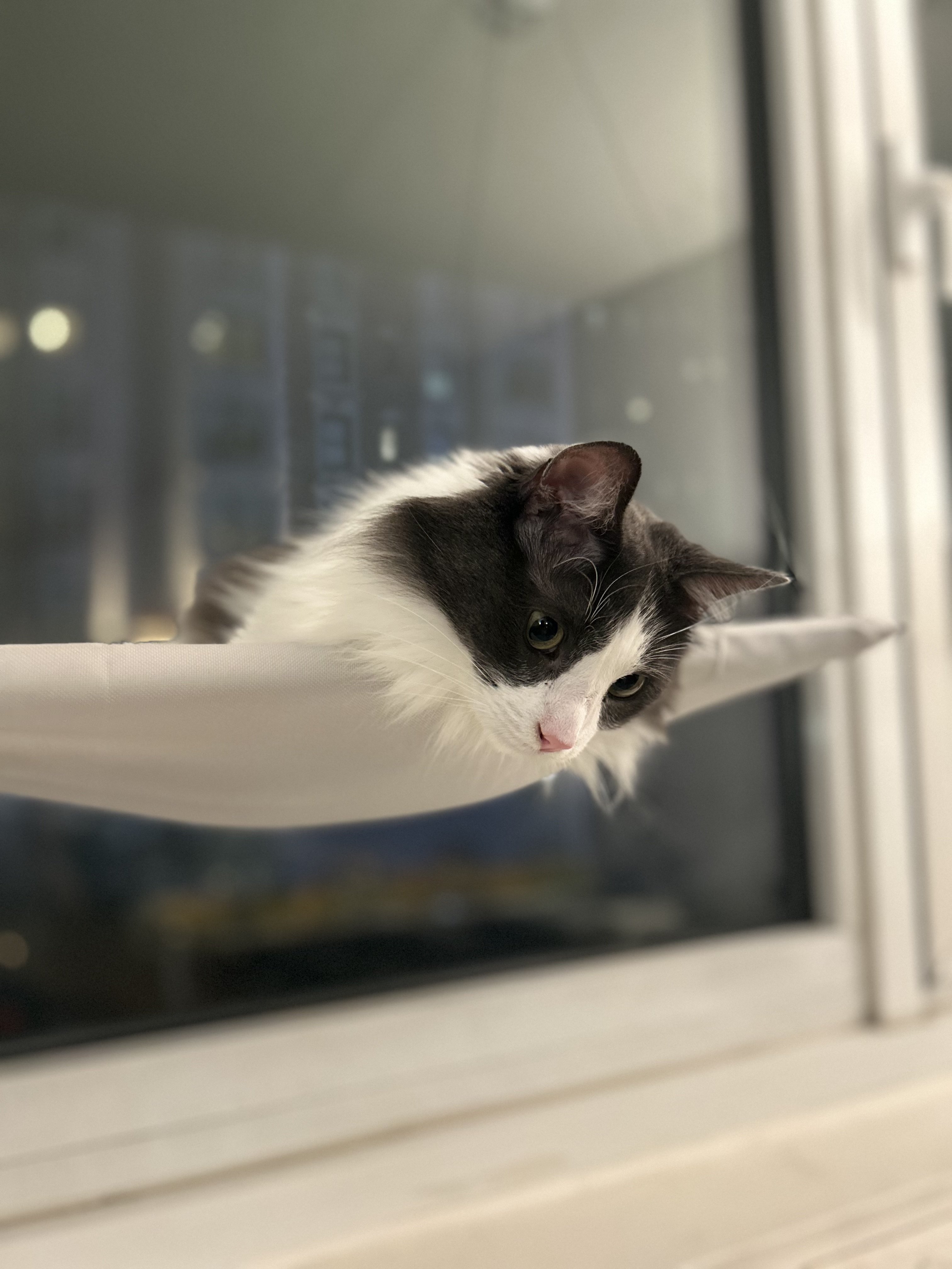 Bob relaxing on his hammock