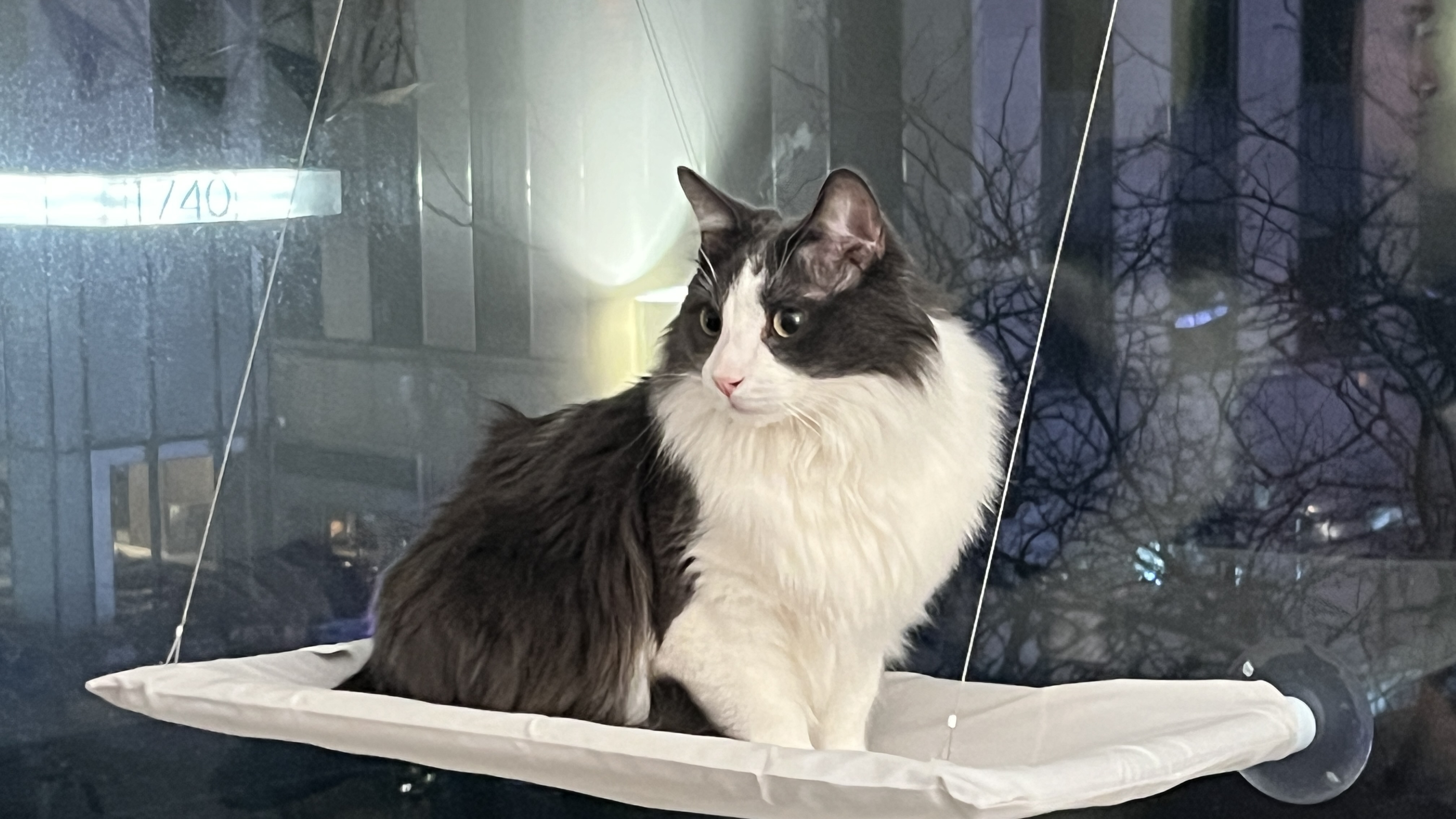 Bob observing all from his perch atop the hammock